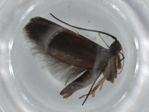  (gelJanzen01 Janzen4877 - BIOUG74869-E02)  @11 [ ] CreativeCommons - Attribution (2021) Centre for Biodiversity Genomics Centre for Biodiversity Genomics