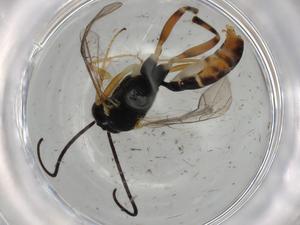  ( - BIOUG75011-A01)  @11 [ ] CreativeCommons - Attribution (2021) Centre for Biodiversity Genomics Centre for Biodiversity Genomics