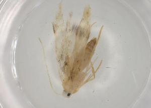  ( - BIOUG75025-A09)  @11 [ ] CreativeCommons - Attribution (2021) Centre for Biodiversity Genomics Centre for Biodiversity Genomics