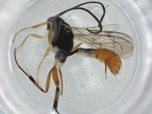  ( - BIOUG75442-A09)  @11 [ ] CreativeCommons - Attribution (2021) Centre for Biodiversity Genomics Centre for Biodiversity Genomics