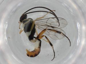  ( - BIOUG75444-C06)  @11 [ ] CreativeCommons - Attribution (2021) Centre for Biodiversity Genomics Centre for Biodiversity Genomics