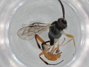  ( - BIOUG75444-F08)  @11 [ ] CreativeCommons - Attribution (2021) Centre for Biodiversity Genomics Centre for Biodiversity Genomics