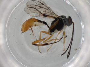  ( - BIOUG75444-H03)  @11 [ ] CreativeCommons - Attribution (2021) Centre for Biodiversity Genomics Centre for Biodiversity Genomics