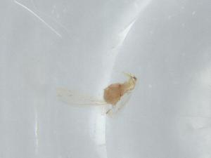  ( - BIOUG75523-H05)  @11 [ ] CreativeCommons - Attribution (2021) Centre for Biodiversity Genomics Centre for Biodiversity Genomics