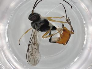  ( - BIOUG75550-C01)  @11 [ ] CreativeCommons - Attribution (2021) Centre for Biodiversity Genomics Centre for Biodiversity Genomics