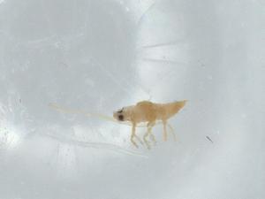  ( - BIOUG75918-B10)  @11 [ ] CreativeCommons - Attribution (2021) Centre for Biodiversity Genomics Centre for Biodiversity Genomics