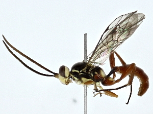  ( - BIOUG85460-D09)  @11 [ ] CreativeCommons - Attribution (2022) CBG Photography Group Centre for Biodiversity Genomics