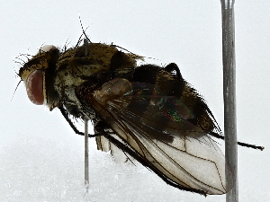  ( - BIOUG85460-E11)  @11 [ ] CreativeCommons - Attribution (2022) CBG Photography Group Centre for Biodiversity Genomics