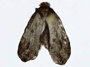  ( - BIOUG85460-G04)  @11 [ ] CreativeCommons - Attribution (2022) CBG Photography Group Centre for Biodiversity Genomics