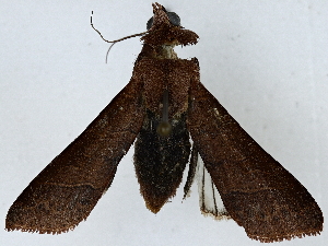  ( - BIOUG85485-A12)  @11 [ ] CreativeCommons - Attribution (2022) CBG Photography Group Centre for Biodiversity Genomics