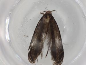  ( - BIOUG88121-G10)  @11 [ ] CreativeCommons - Attribution (2022) Centre for Biodiversity Genomics Centre for Biodiversity Genomics