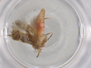  ( - BIOUG88160-B10)  @11 [ ] CreativeCommons - Attribution (2022) Centre for Biodiversity Genomics Centre for Biodiversity Genomics