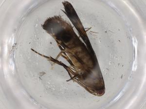  ( - BIOUG91164-B08)  @11 [ ] CreativeCommons - Attribution (2022) Centre for Biodiversity Genomics Centre for Biodiversity Genomics