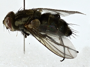  ( - BIOUG91403-D03)  @11 [ ] CreativeCommons - Attribution (2022) CBG Photography Group Centre for Biodiversity Genomics