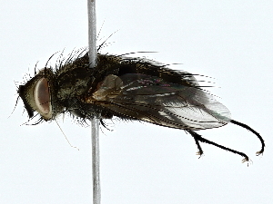  ( - BIOUG91404-B05)  @11 [ ] CreativeCommons - Attribution (2022) CBG Photography Group Centre for Biodiversity Genomics