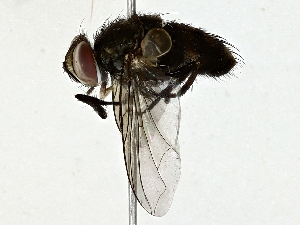  ( - BIOUG91404-H03)  @11 [ ] CreativeCommons - Attribution (2022) CBG Photography Group Centre for Biodiversity Genomics