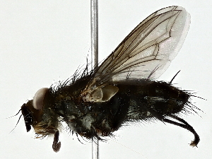  ( - BIOUG91404-H04)  @11 [ ] CreativeCommons - Attribution (2022) CBG Photography Group Centre for Biodiversity Genomics