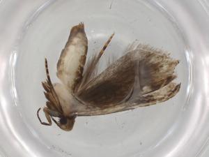  ( - BIOUG92509-B03)  @11 [ ] CreativeCommons - Attribution (2022) Centre for Biodiversity Genomics Centre for Biodiversity Genomics