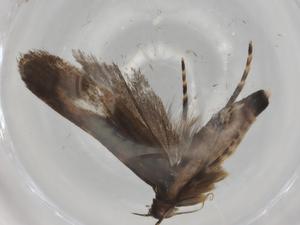  ( - BIOUG92509-C10)  @11 [ ] CreativeCommons - Attribution (2022) Centre for Biodiversity Genomics Centre for Biodiversity Genomics