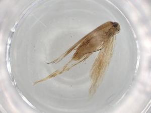  ( - BIOUG92543-G01)  @11 [ ] CreativeCommons - Attribution (2022) Centre for Biodiversity Genomics Centre for Biodiversity Genomics