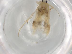  ( - BIOUG92549-H03)  @11 [ ] CreativeCommons - Attribution (2022) Centre for Biodiversity Genomics Centre for Biodiversity Genomics