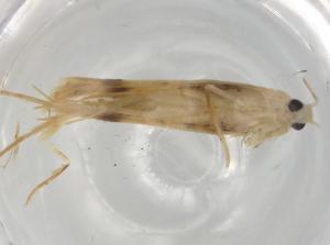  ( - BIOUG92549-H11)  @11 [ ] CreativeCommons - Attribution (2022) Centre for Biodiversity Genomics Centre for Biodiversity Genomics