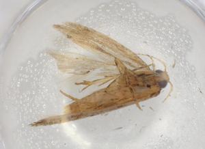  ( - BIOUG92555-C07)  @11 [ ] CreativeCommons - Attribution (2022) Centre for Biodiversity Genomics Centre for Biodiversity Genomics