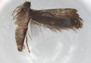  ( - BIOUG92555-C12)  @11 [ ] CreativeCommons - Attribution (2022) Centre for Biodiversity Genomics Centre for Biodiversity Genomics