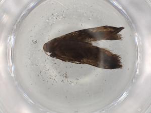  ( - BIOUG98504-F02)  @11 [ ] CreativeCommons - Attribution (2023) Centre for Biodiversity Genomics Centre for Biodiversity Genomics