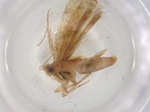  ( - BIOUG98505-B02)  @11 [ ] CreativeCommons - Attribution (2023) Centre for Biodiversity Genomics Centre for Biodiversity Genomics