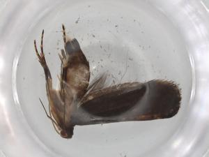  ( - BIOUG98505-E03)  @11 [ ] CreativeCommons - Attribution (2023) Centre for Biodiversity Genomics Centre for Biodiversity Genomics