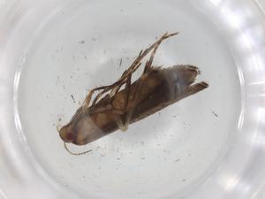  ( - BIOUG98505-E11)  @11 [ ] CreativeCommons - Attribution (2023) Centre for Biodiversity Genomics Centre for Biodiversity Genomics