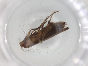  ( - BIOUG98505-E11)  @11 [ ] CreativeCommons - Attribution (2023) Centre for Biodiversity Genomics Centre for Biodiversity Genomics