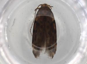  (Symmetrischema Malaise1140 - BIOUG98505-G01)  @12 [ ] CreativeCommons - Attribution (2023) Centre for Biodiversity Genomics Centre for Biodiversity Genomics