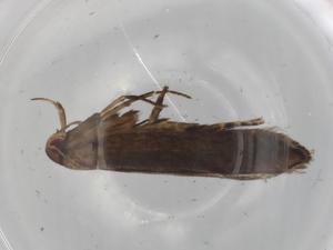  ( - BIOUG98505-H03)  @11 [ ] CreativeCommons - Attribution (2023) Centre for Biodiversity Genomics Centre for Biodiversity Genomics