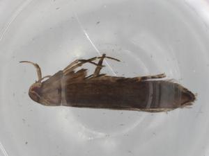  ( - BIOUG98505-H03)  @11 [ ] CreativeCommons - Attribution (2023) Centre for Biodiversity Genomics Centre for Biodiversity Genomics