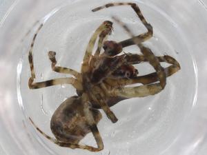  ( - BIOUG98545-G06)  @11 [ ] CreativeCommons - Attribution (2023) Centre for Biodiversity Genomics Centre for Biodiversity Genomics