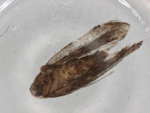  ( - BIOUG98546-C09)  @11 [ ] CreativeCommons - Attribution (2023) Centre for Biodiversity Genomics Centre for Biodiversity Genomics