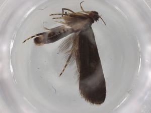  ( - BIOUG98546-G02)  @11 [ ] CreativeCommons - Attribution (2023) Centre for Biodiversity Genomics Centre for Biodiversity Genomics