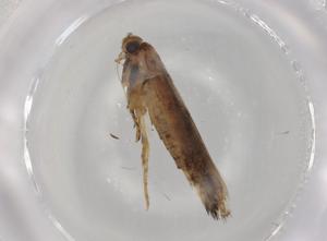  (gelMalaise01 Malaise5020 - BIOUG98546-G03)  @11 [ ] CreativeCommons - Attribution (2023) Centre for Biodiversity Genomics Centre for Biodiversity Genomics