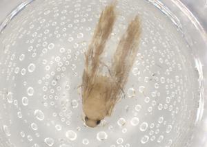  ( - BIOUG98965-D05)  @11 [ ] CreativeCommons - Attribution (2023) Centre for Biodiversity Genomics Centre for Biodiversity Genomics