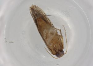  ( - BIOUG99437-A06)  @11 [ ] CreativeCommons - Attribution (2023) Centre for Biodiversity Genomics Centre for Biodiversity Genomics