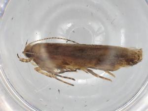  ( - BIOUG99442-F12)  @11 [ ] CreativeCommons - Attribution (2023) Centre for Biodiversity Genomics Centre for Biodiversity Genomics