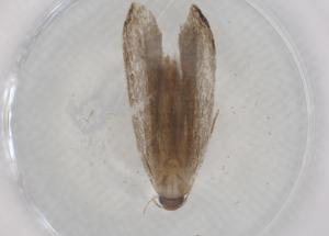  ( - BIOUG99460-A03)  @11 [ ] CreativeCommons - Attribution (2023) Centre for Biodiversity Genomics Centre for Biodiversity Genomics