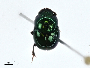  ( - BIOUG99546-F04)  @11 [ ] CreativeCommons - Attribution (2023) CBG Photography Group Centre for Biodiversity Genomics