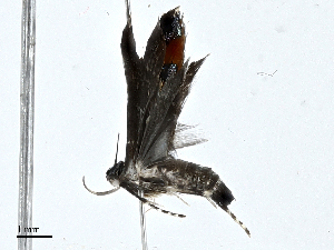  ( - BIOUG99548-A11)  @11 [ ] CreativeCommons - Attribution (2023) CBG Photography Group Centre for Biodiversity Genomics