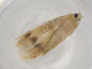  ( - CBG-A00154-A05)  @11 [ ] CreativeCommons - Attribution (2023) Centre for Biodiversity Genomics Centre for Biodiversity Genomics