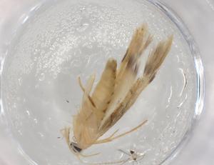  ( - CBG-A00176-B06)  @11 [ ] CreativeCommons - Attribution (2023) Centre for Biodiversity Genomics Centre for Biodiversity Genomics