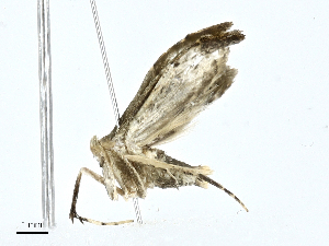  (gelMalaise01 Malaise0238 - CBG-A00282-A06)  @11 [ ] CreativeCommons - Attribution (2023) CBG Photography Group Centre for Biodiversity Genomics