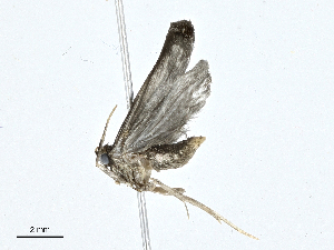  (Glyphidocera BioLep4458 - CBG-A00282-G06)  @13 [ ] CreativeCommons - Attribution (2023) CBG Photography Group Centre for Biodiversity Genomics